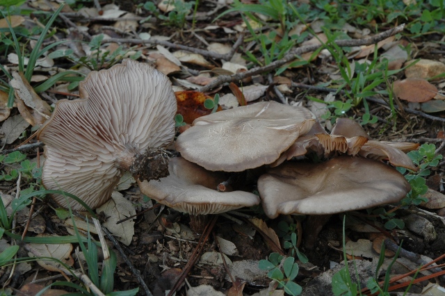 Ultime uscite, prime foto dell''anno.